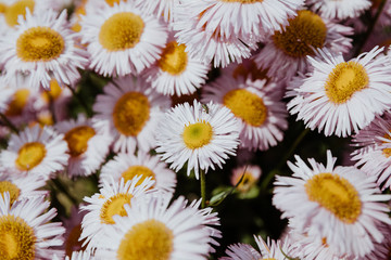 Fototapeta premium Colorful chamomile in garden, summer background