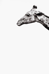 testa di giraffa