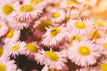 Colorful chamomile in garden, summer background