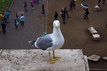 White seagull on the ledge of a building