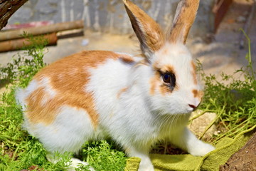 White pet rabbit with red spots and funny ears for a walk. Pygmy Rabbit, the favorite of children