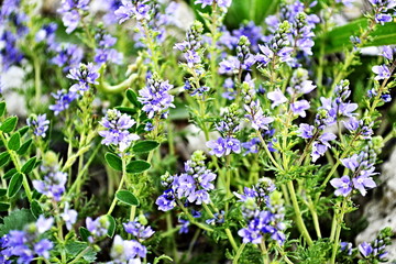 Field meadow flowers of purple, summer, spring, nature, landscape or screensaver for your desktop.