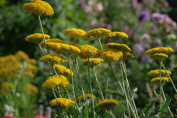 Schafgarbe, Achillea, gelb blühend © Himmelswiese