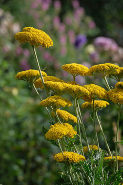 Schafgarbe, Achillea, gelb bl&uuml;hend