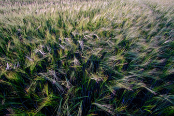 Ears of ripening barley in the sun.