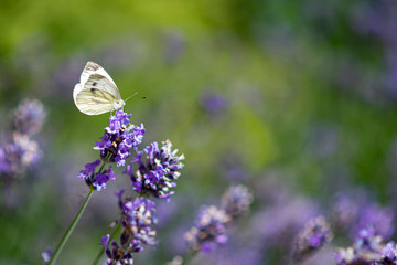 Pieris rapae, white yellow butterfly landing on the lavender blossom against a blurry background