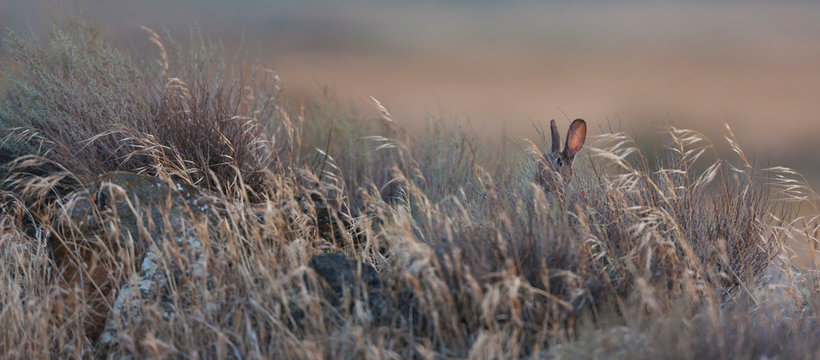 EUROPEAN RABBIT O COMMON RABBIT(Oryctolagus cuniculus)