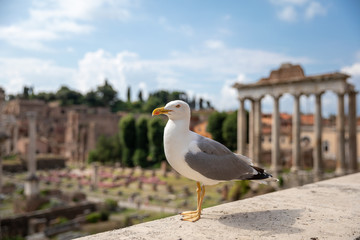 Mediterranean gull seating on stones of Roman forum in Rome, Italy