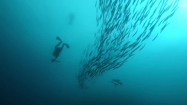 Undersea scene Scuba diver with a big school of barracudas - Diving in Majorca Spain