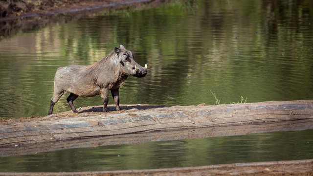 Common warthog male along lake side in Kruger National park, South Africa ; Specie Phacochoerus africanus family of Suidae