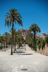Fototapeta na wymiar Majorca 2019: Cathedral La Seu of Palma de Mallorca on a sunny summer day with blue sky. Image composition with lots of palm trees in the foreground and small cathedral in the background