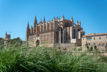 Obraz premium Majorca 2019: Cathedral La Seu of Palma de Mallorca on a sunny summer day. Composition with high grass in the foreground