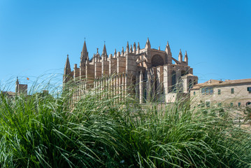 Obraz premium Majorca 2019: Cathedral La Seu of Palma de Mallorca on a sunny summer day. Composition with high grass in the foreground