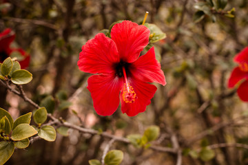 Fototapeta premium flower red
