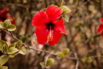 flower red