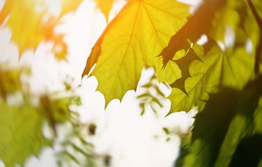 Closeup nature view of green leaf on blurred greenery background in garden with copy space for text. Natural green plants landscape background wallpaper. Ecology fresh concept. Beautiful sun ray flare