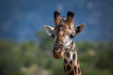 Giraffe in Kruger National park, South Africa