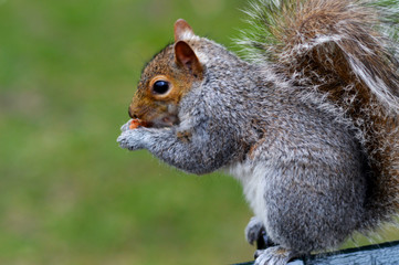 Squirrel in Central Park 