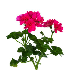 Bright pink blooming branch of Geranium flowers with leafs. Isolated on white background.