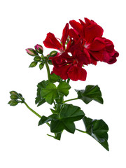 Bright red blooming branch of Geranium flowers with leafs. Isolated on white background.