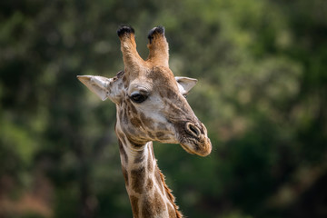 Giraffe in Kruger National park, South Africa