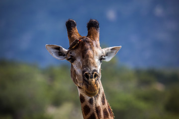Giraffe in Kruger National park, South Africa