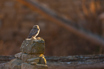 LITTLE OWL - MOCHUELO COMUN (Athene noctua)