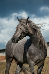 Beautiful gray andalusian stallion