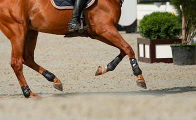 Horse and rider in gallop movement