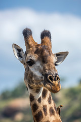 Giraffe in Kruger National park, South Africa