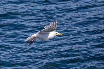 Seagull flying over the water.