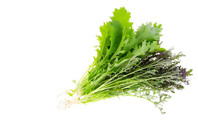 Fresh mustard leaf isolated on white. Photo