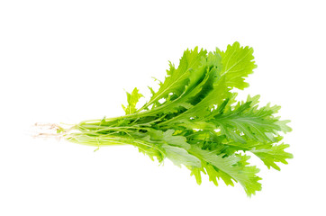 Fresh mustard leaf isolated on white. Photo