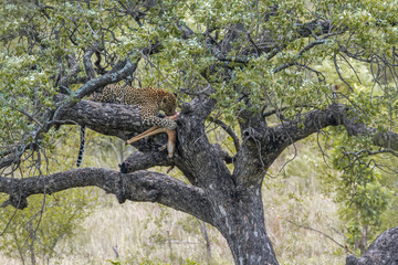 Leopard in Kruger National park, South Africa