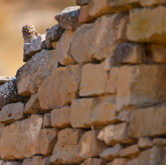 LITTLE OWL - MOCHUELO COMUN (Athene noctua)