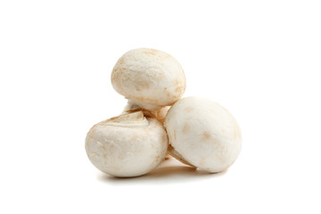 Mushrooms isolated on white, front view, close-up shot