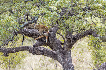 Fototapeta na wymiar Leopard in Kruger National park, South Africa