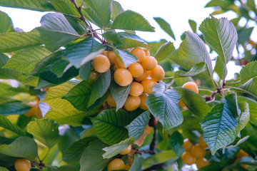 Fresh natural Yellow Cherry fruit branch. Fresh natural healthy. Yellow rainier cherries on branch