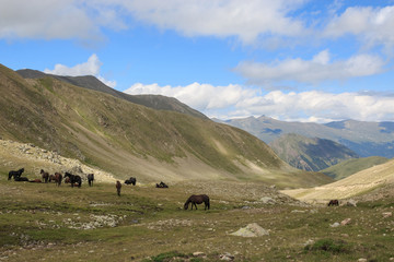 Fototapeta na wymiar Panorama view of horses in mountains of national park Dombay