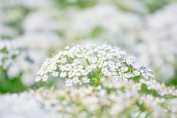 View of a meadow white flower of Goutweed or Aegopodium podagraria L.