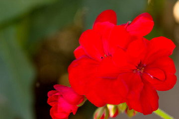 Obraz premium Red geranium in garden in dark background. House plants.