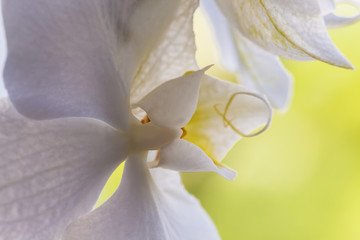 A tender white orchid. Close up. Selective focus