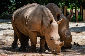 Naklejka premium rhinoceros in zoo