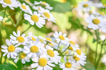 Obraz premium Medicine chamomile flowers. Aromatherapy by herbs camomile daisy flowers