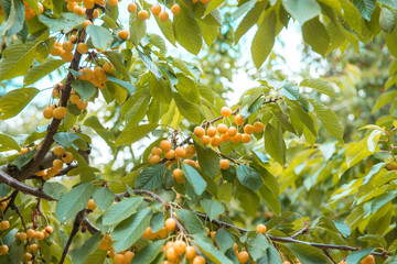 Fresh natural Yellow Cherry fruit branch. Fresh natural healthy. Yellow rainier cherries on branch