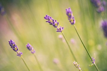 Romantische Lavendelblüten im Grünen als Banner, Header