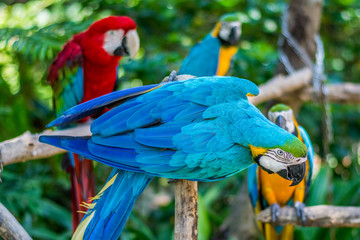 Parrots