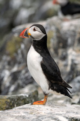 Young puffin standing on a rock, Farne Islands, Great Britain