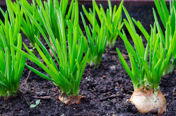 Onion head with green leaves growing in ground. 