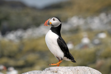 Young puffin standing on a rock, Farne Islands, Great Britain